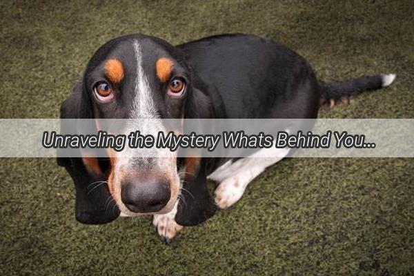  Unraveling the Mystery Whats Behind Your Dogs Leg Skin Peeling